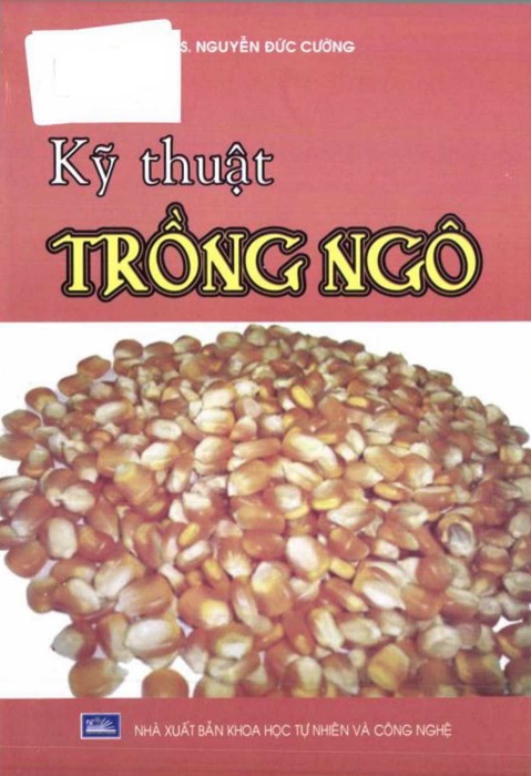 Kỹ thuật trồng ngô